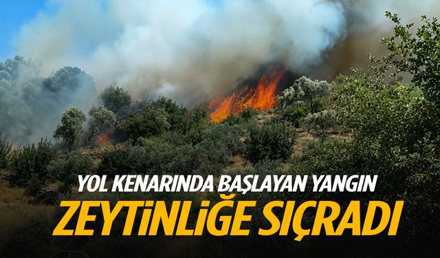 Yol kenarında başlayan yangın zeytinliğe sıçradı