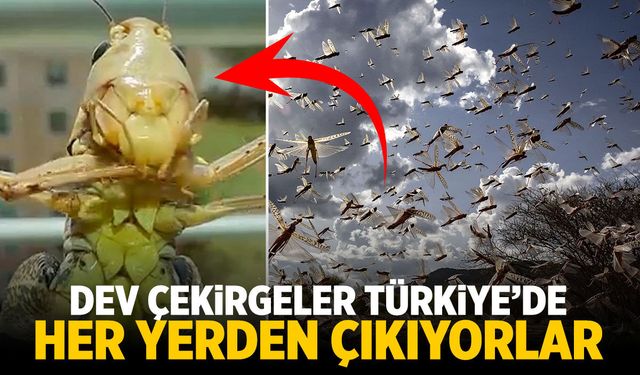 Dev çekirgeler Türkiye'de... Her yerden çıkıyorlar!