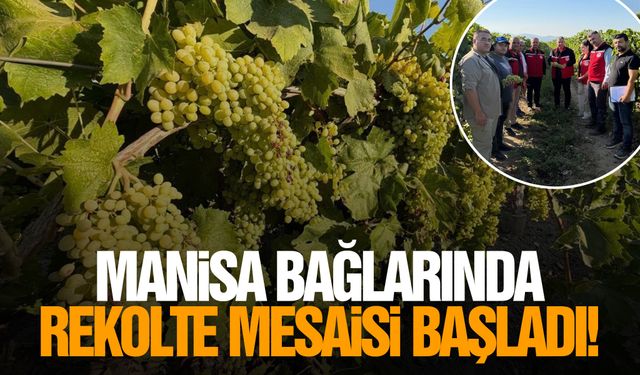 Manisa bağlarında rekolte mesaisi başladı!