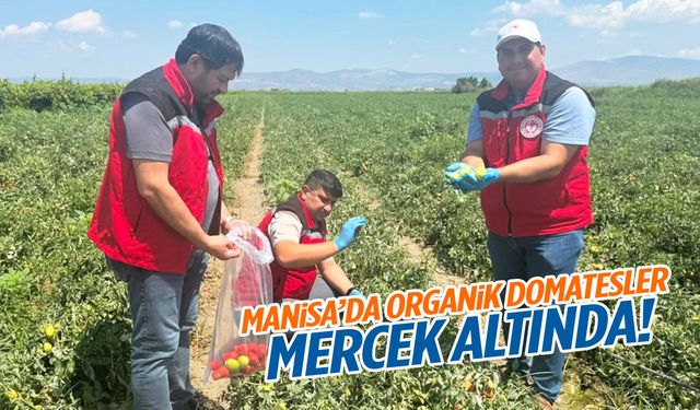 Manisa’da organik domatesler mercek altında!
