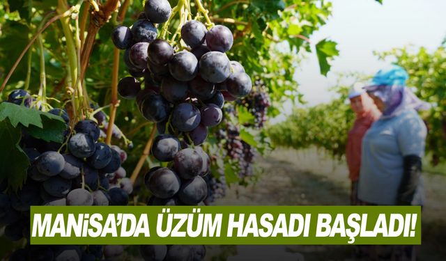 Manisa'da üzüm hasadı başladı!