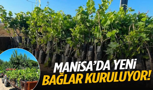 Manisa’da yeni bağlar kuruluyor!
