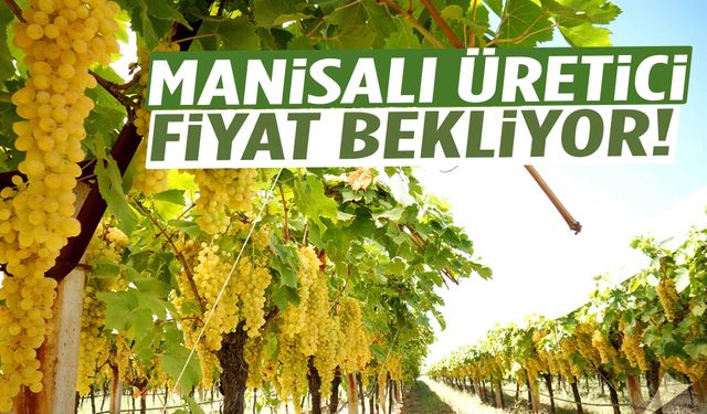 Manisalı üretici fiyat bekliyor!