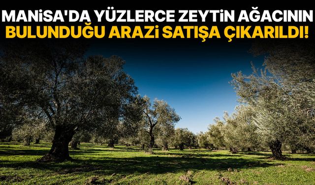 Manisa'da yüzlerce zeytin ağacının bulunduğu arazi satışa çıkarıldı!