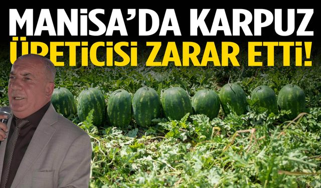 Manisa’da karpuz üreticisi zarar etti!