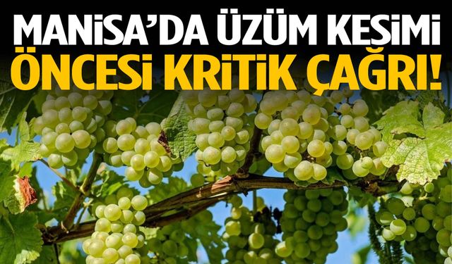 Manisa’da üzüm kesimi öncesi kritik çağrı!