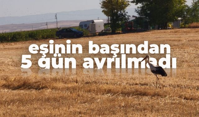 Günün duygulandıran haberi... Eşinin başından 5 gün boyunca ayrılmadı