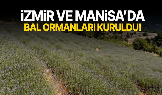 İzmir ve Manisa’da bal ormanları kuruldu!