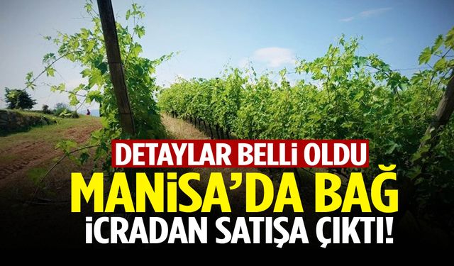 Manisa’da bağ satışa çıktı!
