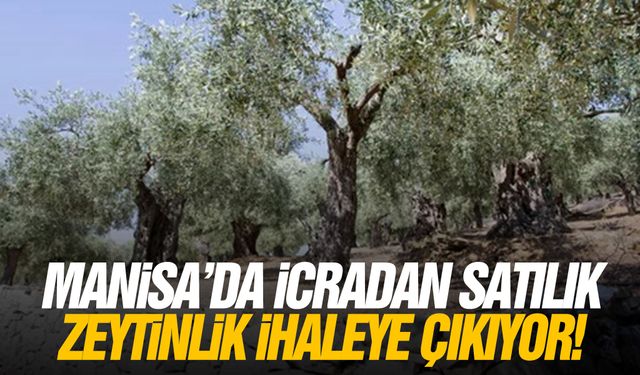 Manisa'da icradan satılık zeytinlik ihaleye çıkıyor!