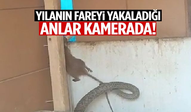 Manisa’da kümese giren dev yılan fareyi böyle yakaladı! O anlar kamerada…