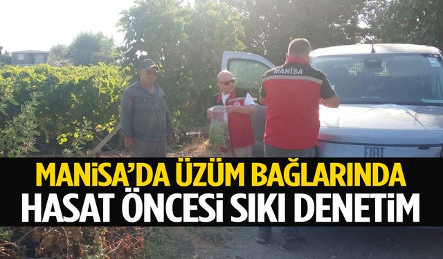 Manisa’da üzüm bağlarında hasat öncesi sıkı denetim
