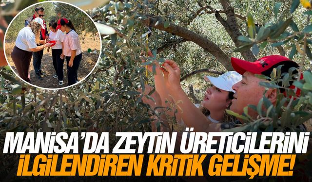 Manisa'da zeytin üreticilerini ilgilendiren kritik gelişme!