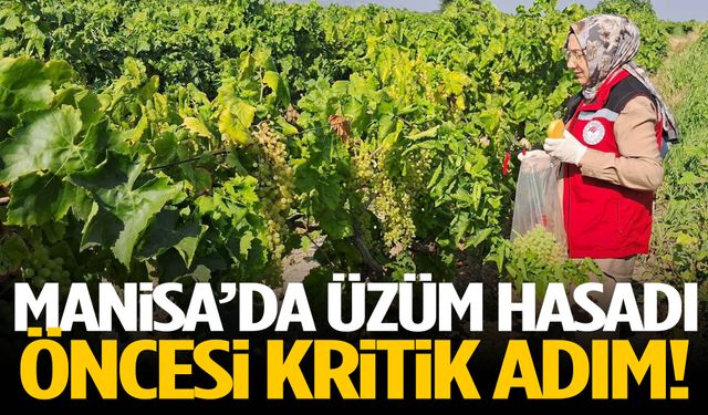 Manisa’da üzüm hasadı öncesi kritik adım!