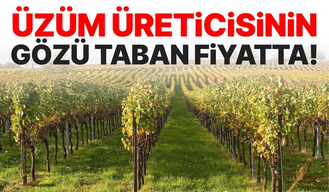 Üzüm üreticisinin gözü taban fiyatta!