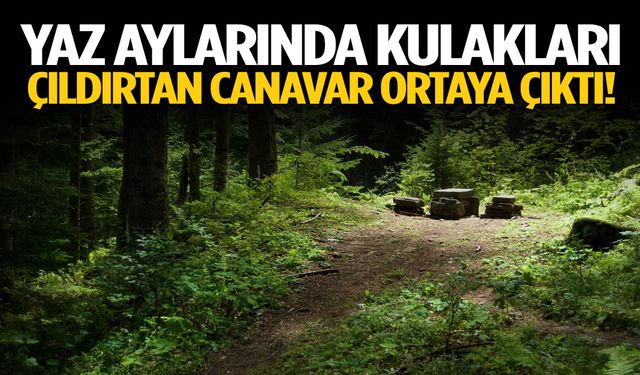Yaz aylarında ortaya çıkıyor! İşte kulakları çıldırtan o canavar…
