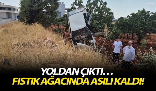 Yoldan çıktı… Fıstık ağacında asılı kaldı!