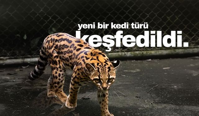100 yıl sonra yeni bir kedi türü keşfedildi