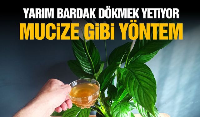 Bitkilere yarım bardak dökmek yetiyor! Mucize gibi...