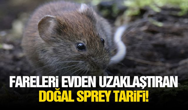 Fareleri evden uzaklaştıran doğal sprey tarifi!