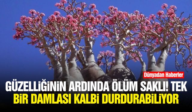 Güzelliğinin ardında ölüm saklı! Tek bir damlası kalbi durdurabiliyor