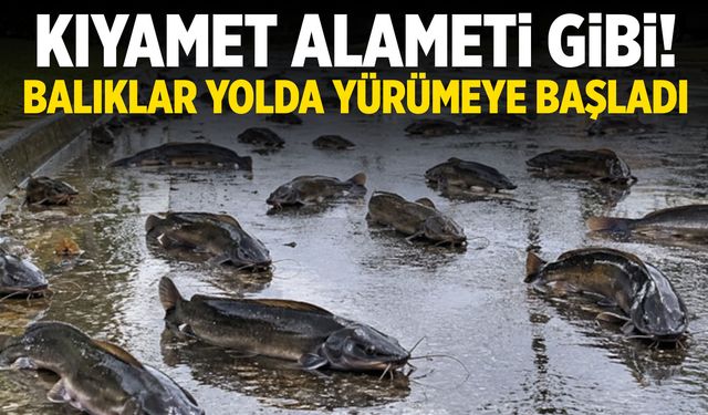 Kıyamet alameti gibi! Balıklar sudan çıkıp yolda yürümeye başladı