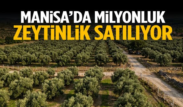 Manisa’da milyonluk zeytinlik satılıyor!
