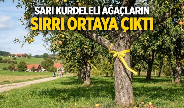 Sarı kurdeleli ağaçların sırrı