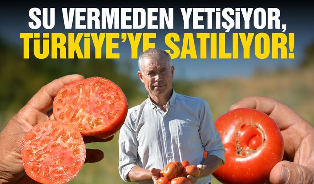 Su vermeden yetişiyor, Türkiye’ye satılıyor! Manisa’nın ata tohumlu domatesi şaşırtıyor