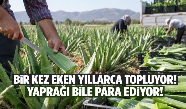 Bir kez eken yıllarca topluyor! Yaprakları bile para ediyor…