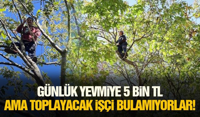 Günlük yevmiye 5 bin TL ama toplayacak işçi bulamıyorlar!