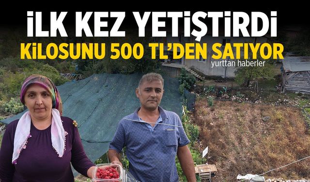 İlk kez yetiştirdi, kilosunu 500 liradan satıyor