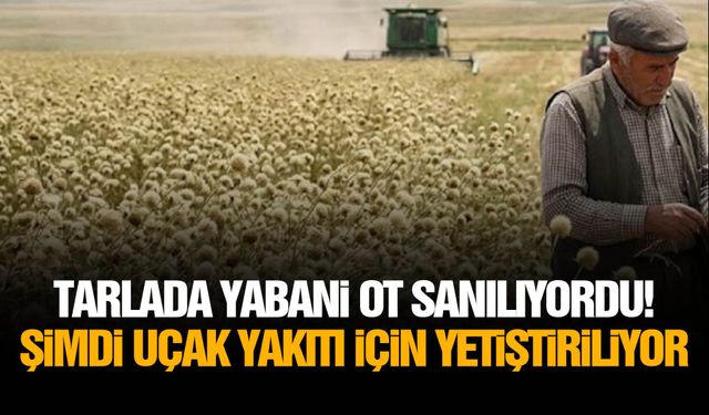 Tarlada yabani ot sanılıyordu! Şimdi uçak yakıtı için yetiştiriliyor