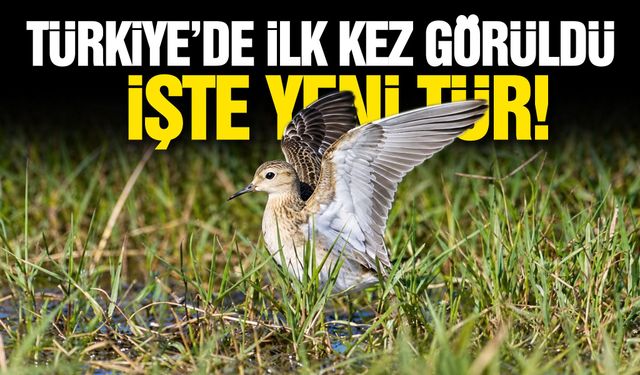 Türkiye'de ilk kez görüldü! İşte yeni tür