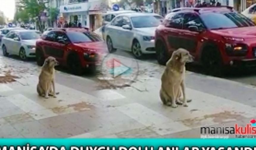 Sokak köpeği saygı duruşunda bulundu