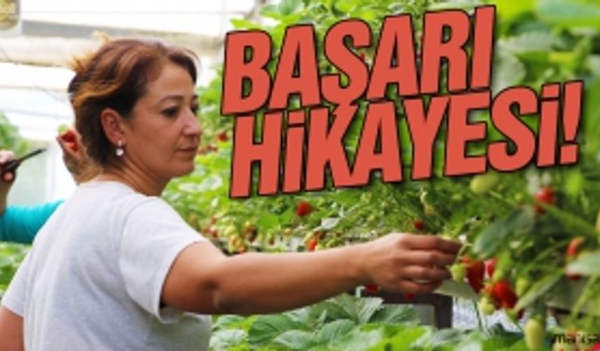 Muhasebeciliği Bırakıp Sera Kurdu Şimdi Yıllık 10 Ton Çilek Üretiyor