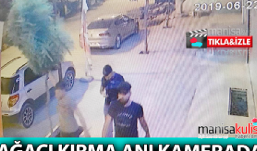 Kaldırımdaki ağacı kırma anı kameralara yansıdı