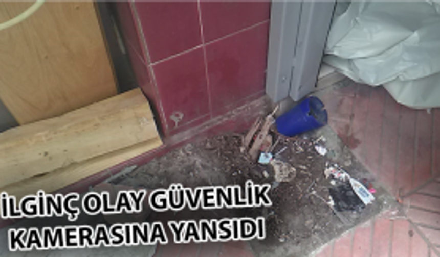 Ağacı önce söktü sonra yerine koymaya çalıştı