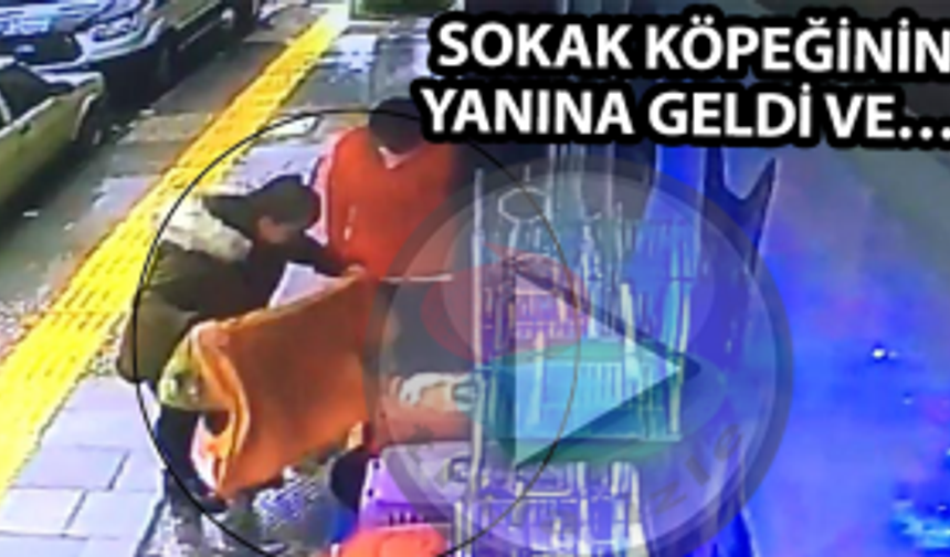  Sokak köpeğinin yanına geldi ve…