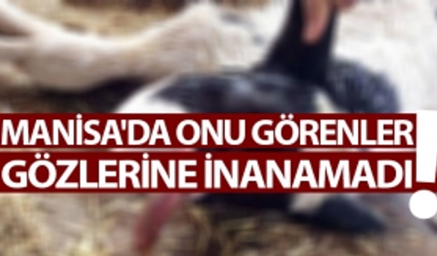 Tek gözlü, burunsuz ve çenesiz doğdu