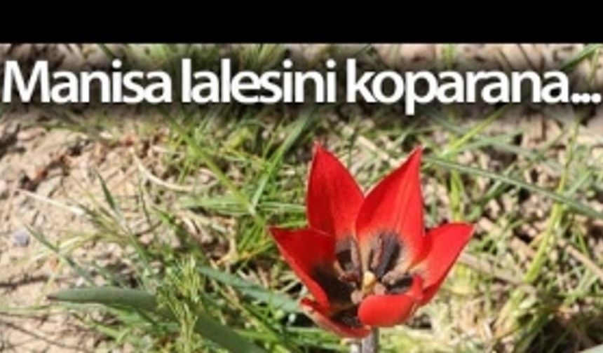 Manisa lalesini koparana 48 bin 625 lira ceza