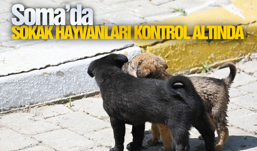 Soma'daki sokak hayvanı popülasyonu kontrol altına alınıyor