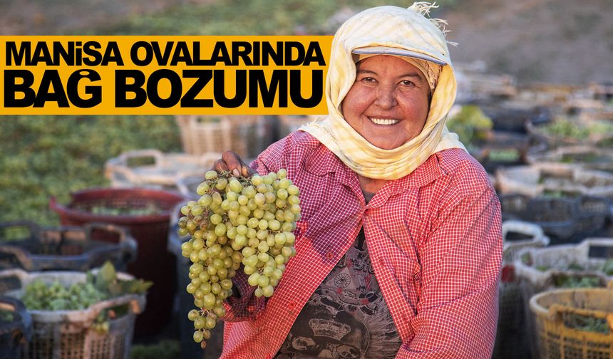 Manisa ovalarında bağ bozumu / 2022