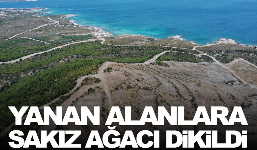 Çeşme'nin kıyıları sakız ağaçlarıyla yeşerecek