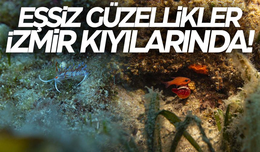 Kare kare İzmir kıyılarındaki eşsiz güzellikler!