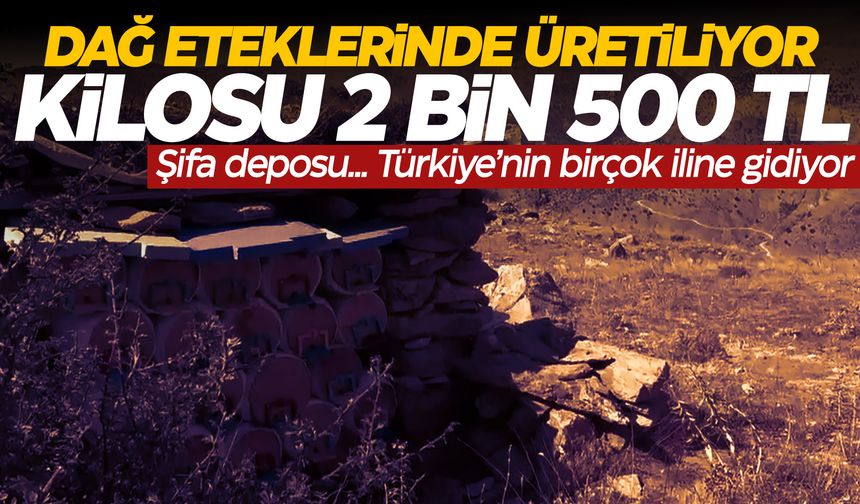 Dağ eteklerinden Türkiye'nin birçok iline... Kilosu 2 bin 500 TL!