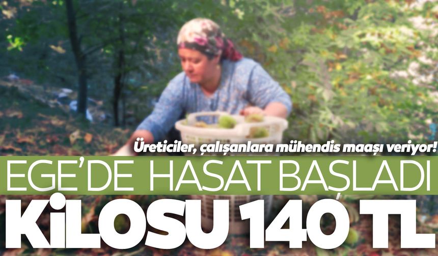 Ege’de hasat başladı! Kilosu 140 liradan kapış kapış gidiyor!