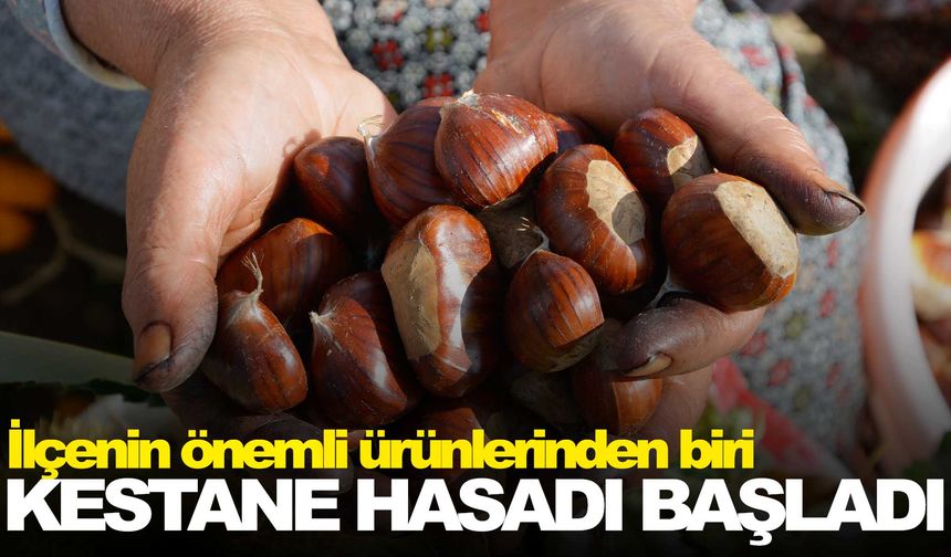 Manisa’nın ilçesinde kestane hasadı başladı!