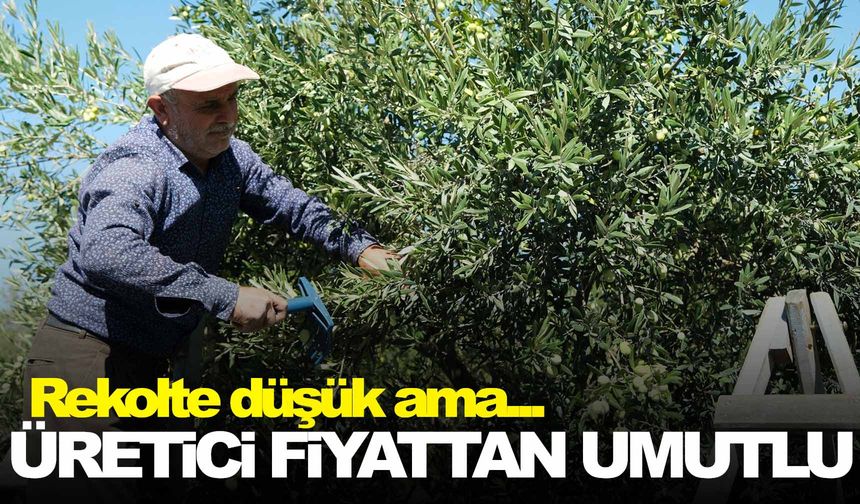 Zeytinde hasat başladı… Rekolte düşük olacak