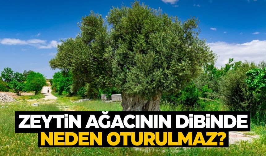 Zeytin ağacının dibinde neden oturulmaz? İlk kez duyacaksınız